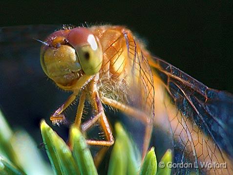 Dragonfly On A Pine_51422-3.jpg - Photographed near Carleton Place, Ontario, Canada.